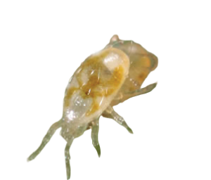 Neoseiulus fallacis