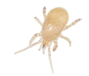 Gaeolaelaps gillespiei