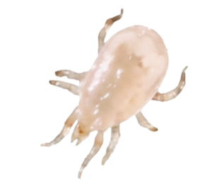 Amblyseius andersoni