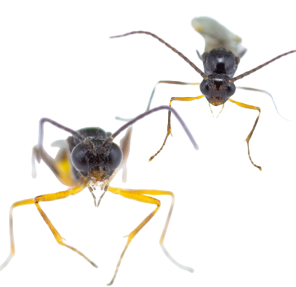 Aphidius colemani & Ervi