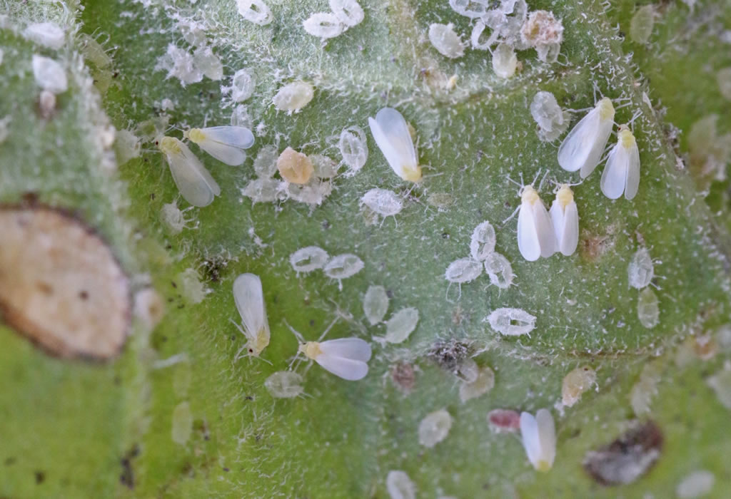 Différents stade du cycle de vie de l'aleurode