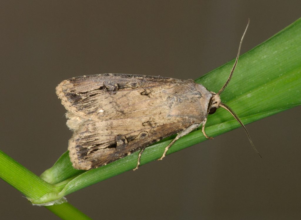 Noctuelle du vers gris