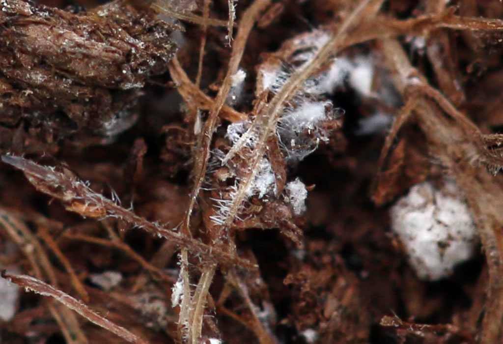 Cochenilles des racines