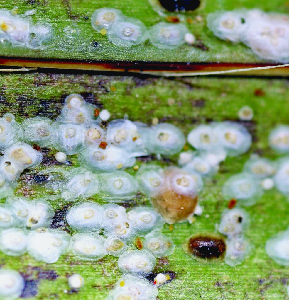Cochenilles du lierre