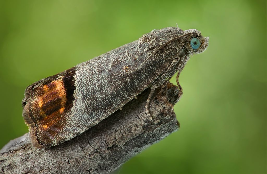 Adult Codling Moth