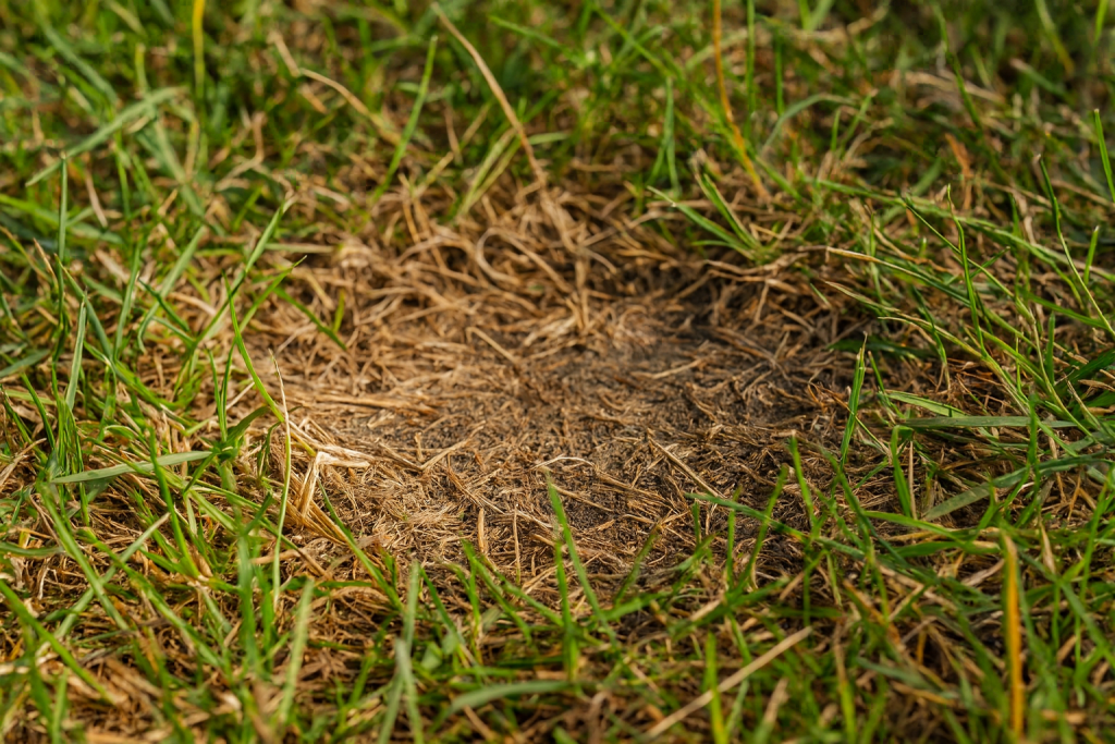 Taches dégarnies dans les champs