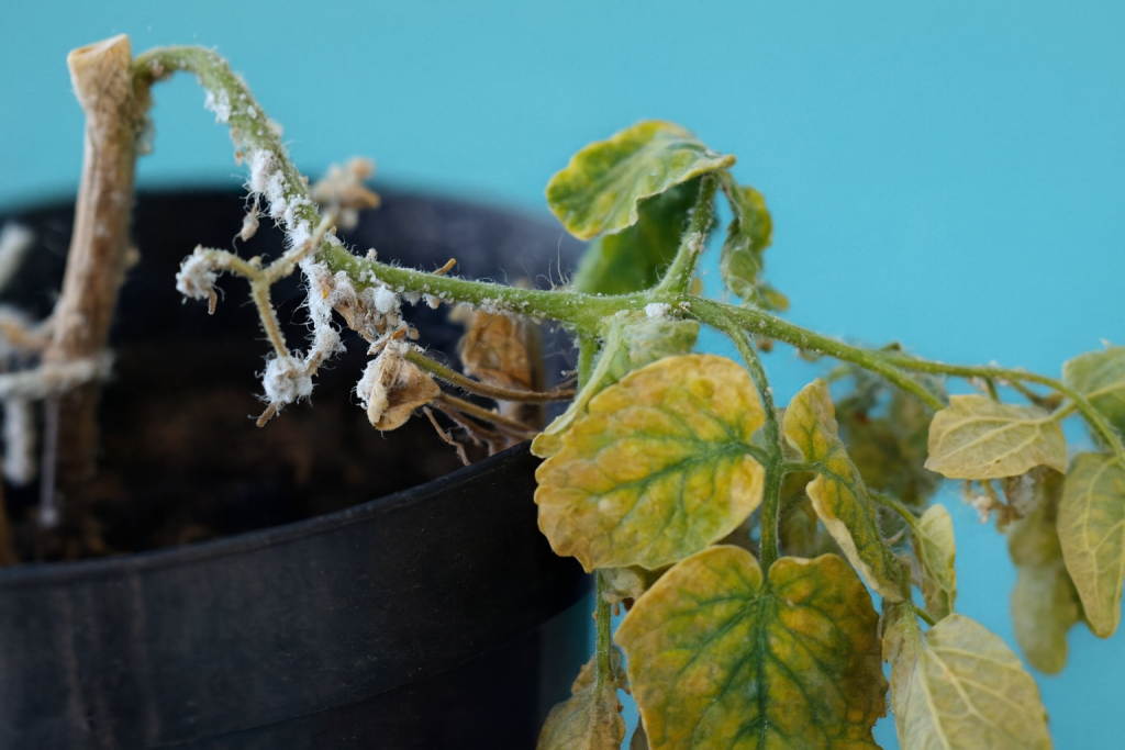 Jaunissement du feuillage