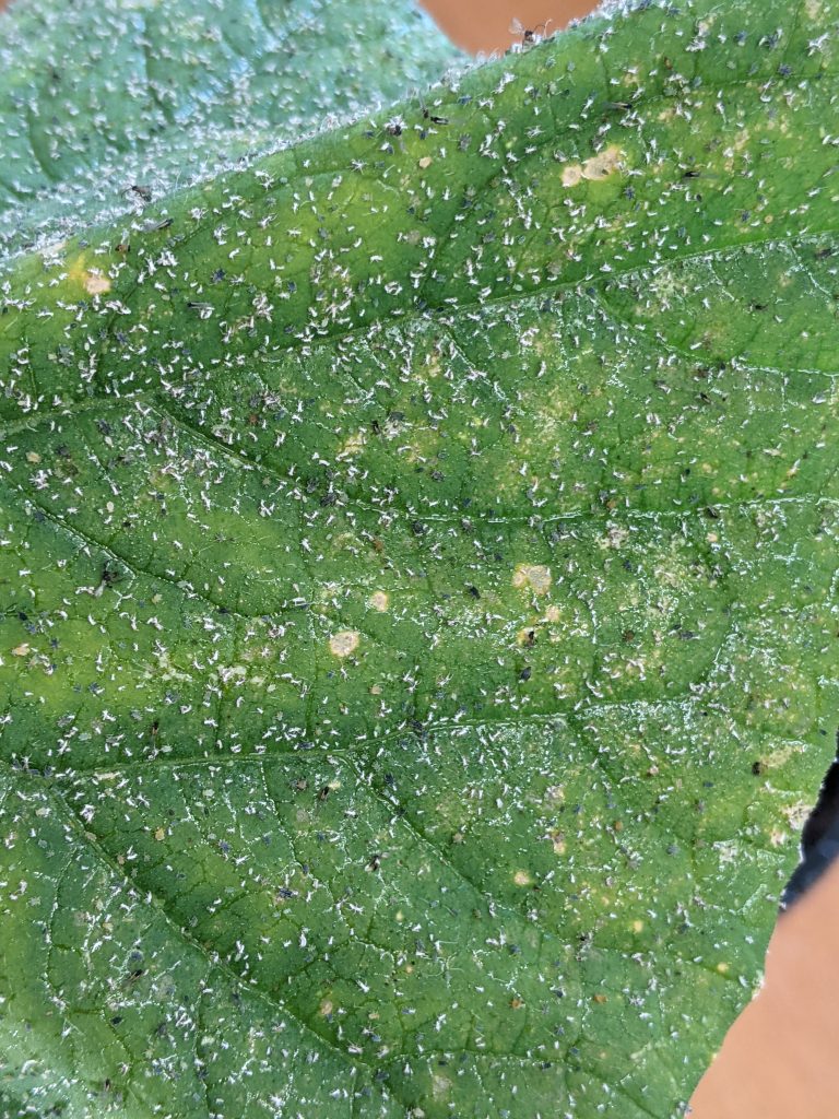 Dommage causé par les pucerons