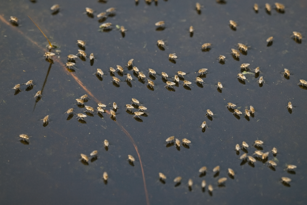 Petites mouches sombre près de l'eau