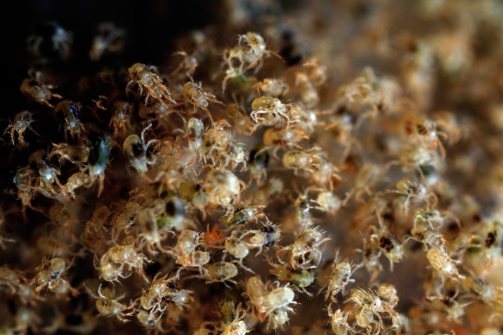 Spider Mites Infestation