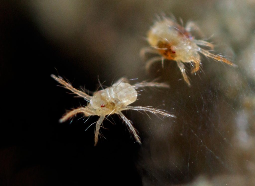 Spider Mites