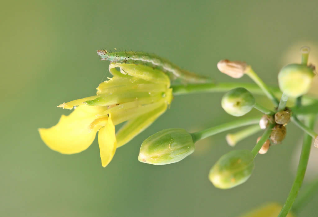 Chenille de la teigne du chou