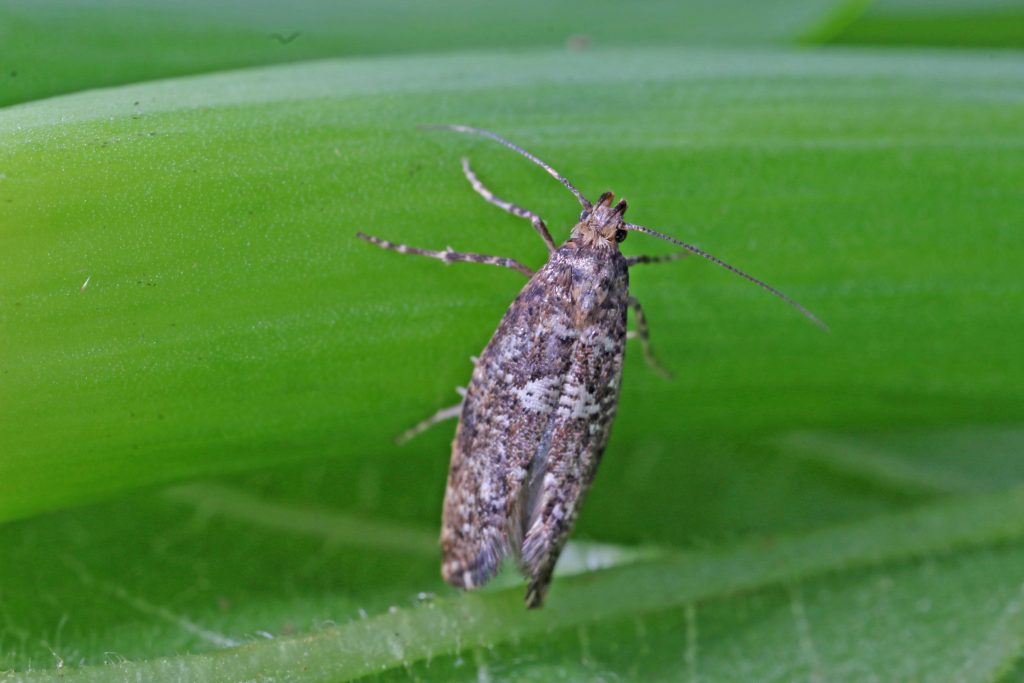 Noctuelle du vers gris