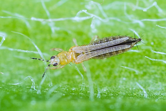 Thrips adulte