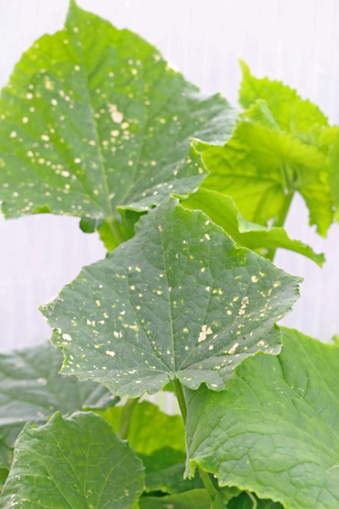 Plaques jaunâtres sur les feuilles