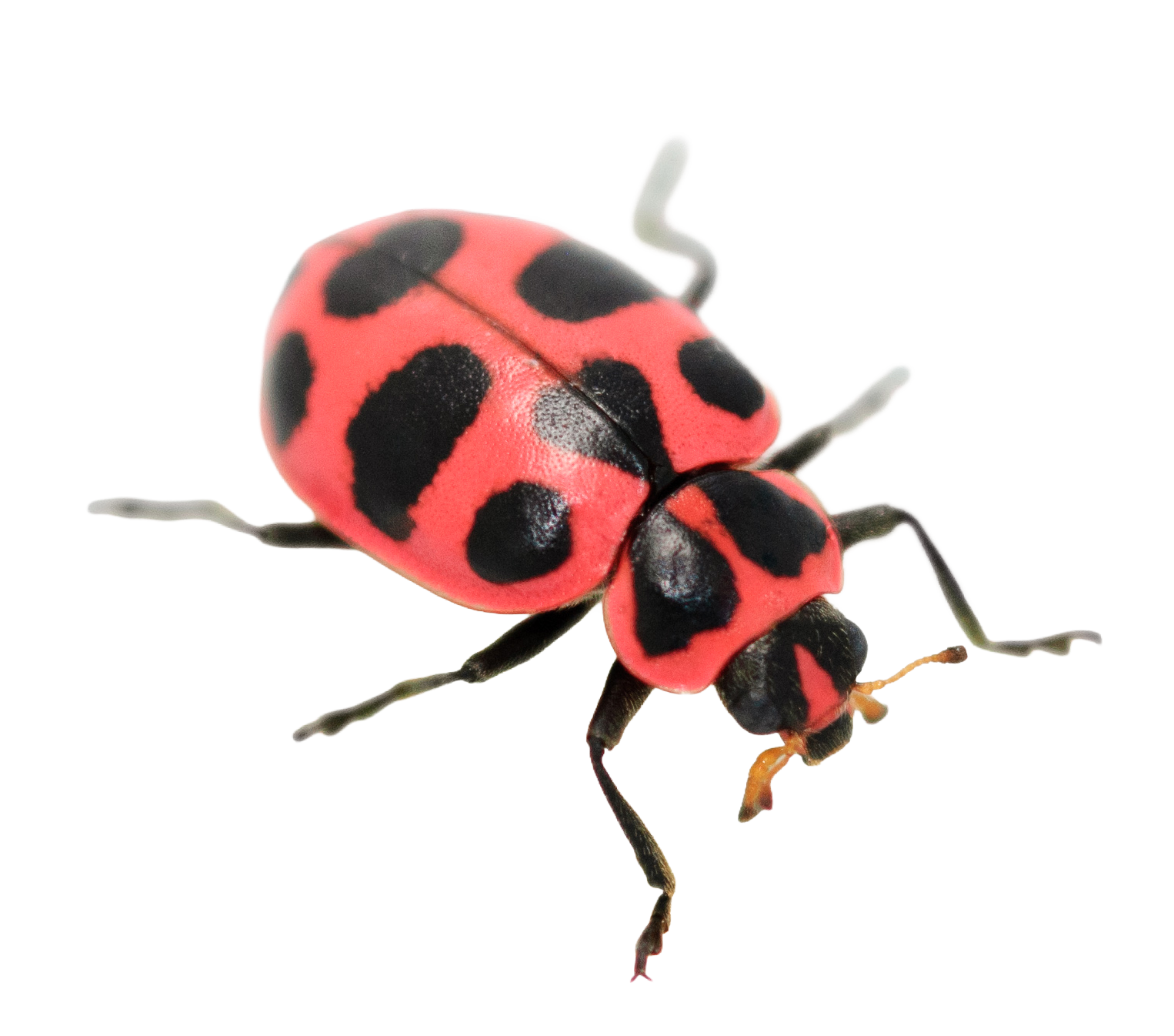 Coleomegilla maculata