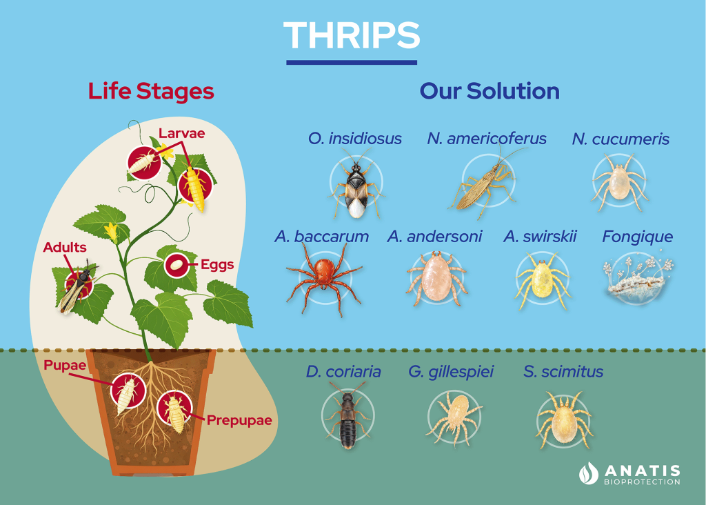Thrips Life Stages