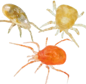 Anatis SpiderGuard