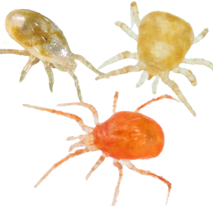 SpiderGuard